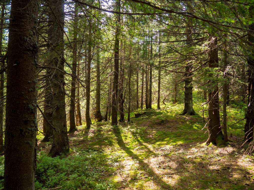 Quand la forêt nous enseigne la résilience - COMPLET ! => Liste d'attente